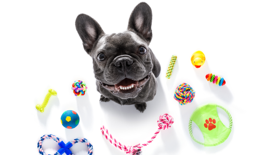 Top 10 Must-Have Pet Supplies for New Dog Owners in 2025