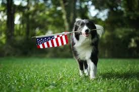 USA-Made Pet Products: Why It Matters and Where to Find Them
