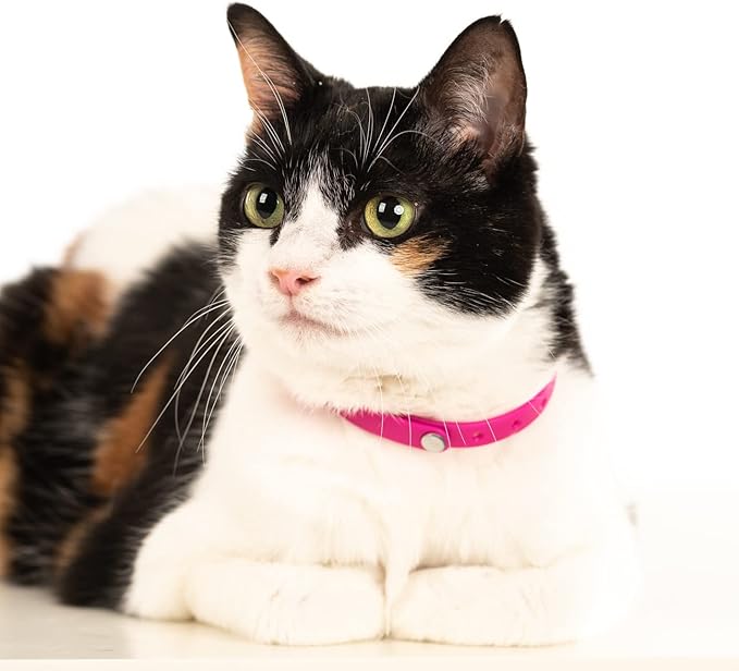 3 Pack Breakaway Cat Collar - Soft, Comfortable, and Lightweight Safety Buckle Collar with Name Tag Ring for Outdoor Cats and Sensitive Skin Kittens by Nuvuq (6 ⅞" to 10 ¼", Blue, Pink and Black)