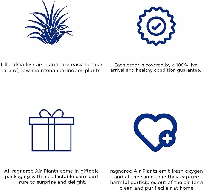 Air Plants - Tillandsia Juncea, Jumbo 8-12" - 2ct - Live Arrival Guaranteed - House Plants for Home Decor & Gift