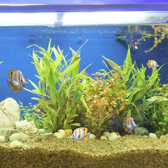 10lbs Aquarium Gravel, 1/16"(0.6-1.2mm) Natural River Rocks Succulent Cactus Pea Gravel for Plants, Fish Tank, Decorative Pebbles for Gardening, Flower Pots, Vase Fillers, Landscaping