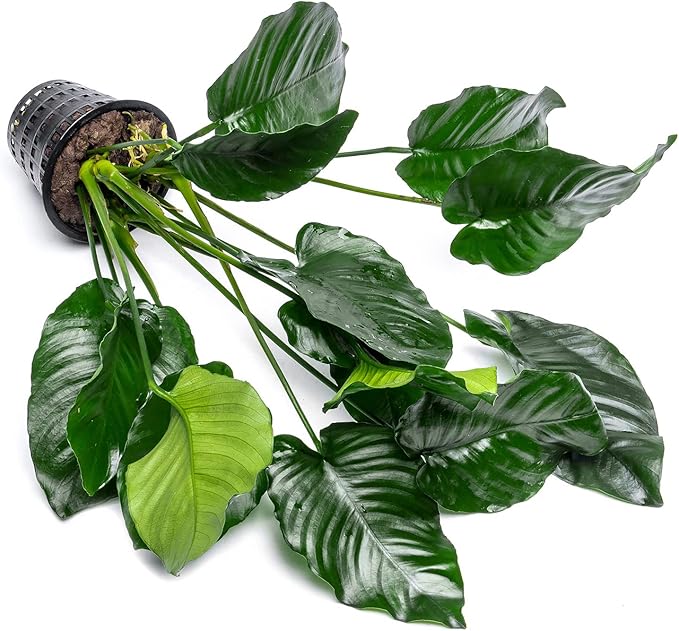 Anubias Live Aquarium Plants - Potted Freshwater Plant for Fish Tanks, Terrariums - Beginner Friendly Low Light (Barteri Broad Leaf, Mother Plant)