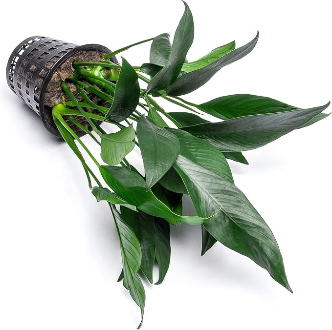 Anubias Live Aquarium Plants - Potted Freshwater Plant for Fish Tanks, Terrariums - Beginner Friendly Low Light (Lanceolata, Mother Plant)