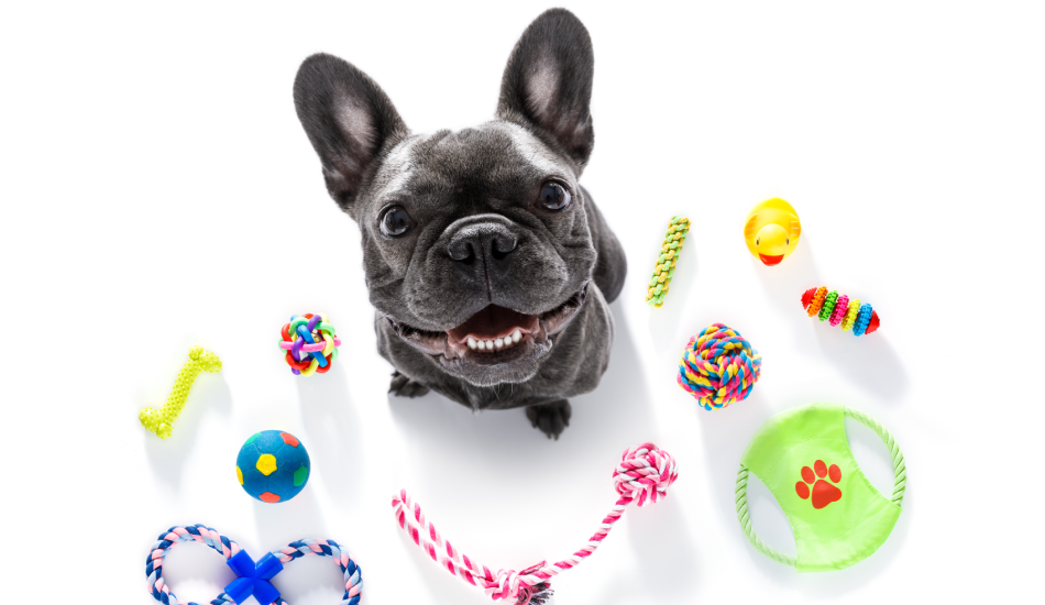 Top 10 Must-Have Pet Supplies for New Dog Owners in 2025