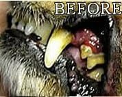 Gel with Wild Salmon Oil. As Seen On TV Pet Dental, Don't Mess with Harsh Chemicals in Your pet's Food or Water, Simply Swipe on Teeth and Your pet's Teeth and Gums Will Improve.