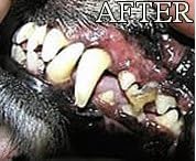 Gel with Wild Salmon Oil. As Seen On TV Pet Dental, Don't Mess with Harsh Chemicals in Your pet's Food or Water, Simply Swipe on Teeth and Your pet's Teeth and Gums Will Improve.