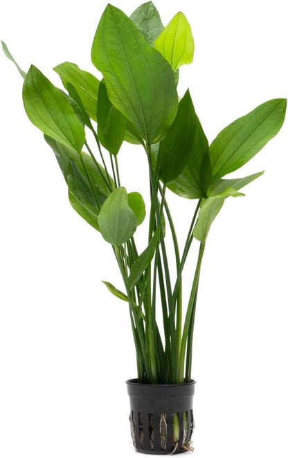 Echinodorus Grandifolius Sword Live Plant for Freshwater Aquariums, Natural Fish Tank Decorations, and Aquatic Decor (1 Pot (2-3 Plants))
