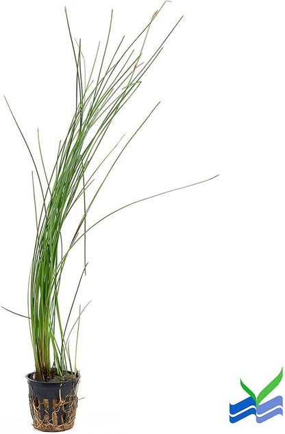 Aquarium Plants Discounts Potted Tall Hairgrass by AquaLeaf Aquatics - Easy Aquatic Live Plant- (Potted Tall Hairgrass, 5 Pack)