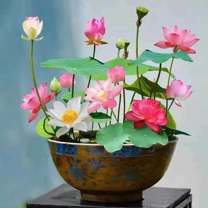 10pcs Mixed Color Bonsai Bowl Lotus Live Plants - Pre-Sprouted Non-GMO - Aquatic Beauties for Indoor and Outdoor Serenity Planting Instructions for Easy Grow - Great Gardening Gifts