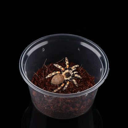 10 Pcs Spider Terrariums Breeding Box Small Round Hatching Container Acrylic Feeding Box for Spider Scorpion Centipede Insect