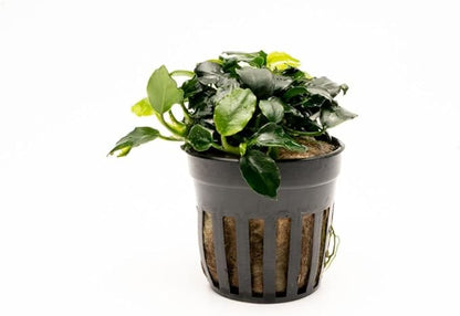 Anubias Live Aquarium Plants - Potted Freshwater Plant for Fish Tanks, Terrariums - Beginner Friendly Low Light (Barteri Dark Angel, 1 Pot)