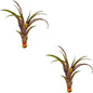Air Plants - Tillandsia Red Capitata, Large 5-7” - 2 ct - Live Arrival Guaranteed - House Plants for Home Decor & Gift