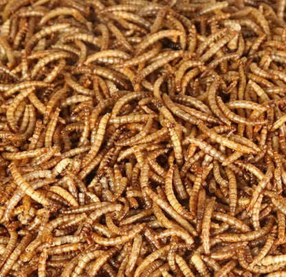 10lbs Dried Mealworms - Premium Non-GMO Chicken Feed, Nutritious High Protein Meal Worms- Food and Treats for Laying Hens, Wild Birds, Ducks, Chicken