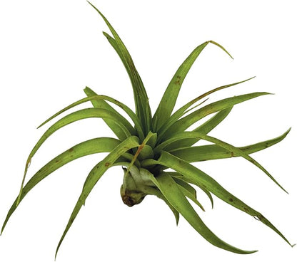 Air Plants - Tillandsia Brachycaulos Multiflora, Jumbo 5-7" - 5 ct - Live Arrival Guaranteed - House Plants for Home Decor & Gift