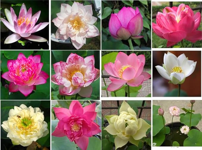 10 Sacred Lotus Seeds for Planting in Water Mixed Flower Color Pink Red White Yellow Multicolor Aquatic Nelumbo nucifera Bonsai Bowl Lotus Seed Ponds Water Feature Gardens Water Lily (10, Lotus Seed)