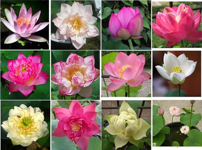 160 Sacred Lotus Seeds for Planting in Water Mixed Flower Color Pink Red White Yellow Multicolor Aquatic Nelumbo nucifera Bonsai Bowl Lotus Seed Lily Ponds Feature Water Gardens (160, Lotus Seed)