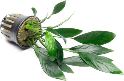 Anubias Live Aquarium Plants - Potted Freshwater Plant for Fish Tanks, Terrariums - Beginner Friendly Low Light (Congensis, 1 Pot)