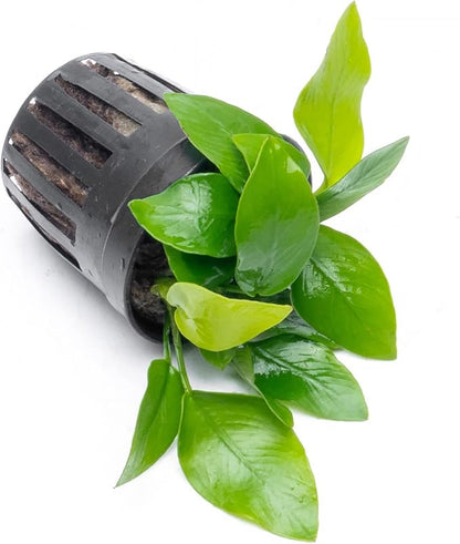 Anubias Live Aquarium Plants - Potted Freshwater Plant for Fish Tanks, Terrariums - Beginner Friendly Low Light (Nana Golden, 1 Pot)
