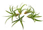 Air Plants - Tillandsia Capitata (Peach), Large 5-7” - 5 ct - Live Arrival Guaranteed - House Plants for Home Decor & Gift