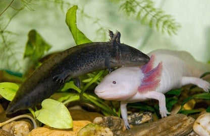 Aquatic Foods Inc. Axolotl Blackworm Pellets. 1mm-1/32 Sinking California Blackworm Micro Pellets for Baby Axolotl, Frogs, Shrimp, Salamanders, Newts, Snails…11oz Jar