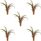 Air Plants - Tillandsia Red Capitata, Large 5-7” - 5 ct - Live Arrival Guaranteed - House Plants for Home Decor & Gift