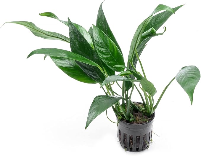 Anubias Live Aquarium Plants - Potted Freshwater Plant for Fish Tanks, Terrariums - Beginner Friendly Low Light (Lanceolata, 1 Pot)