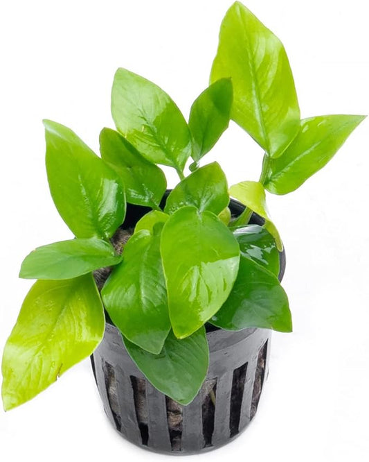 Anubias Live Aquarium Plants - Potted Freshwater Plant for Fish Tanks, Terrariums - Beginner Friendly Low Light (Nana Golden, 3 Pots)
