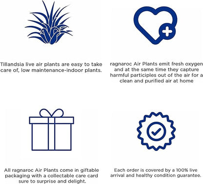 Air Plants - Tillandsia Funckiana Hybrid, Large 5-7" - 2ct - Live Arrival Guaranteed - House Plants for Home Decor & Gift