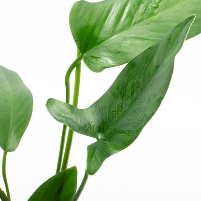 Anubias Live Aquarium Plants - Potted Freshwater Plant for Fish Tanks, Terrariums - Beginner Friendly Low Light (Hastifolia, 1 Pot)