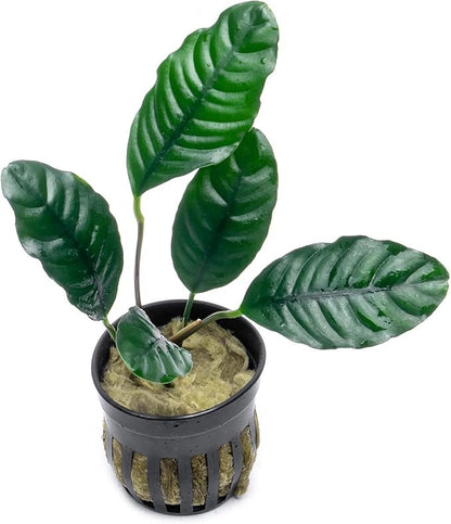 Anubias Live Aquarium Plants - Potted Freshwater Plant for Fish Tanks, Terrariums - Beginner Friendly Low Light (Barteri Coffeefolia, 5 Pots)