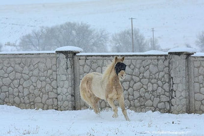 95% UV Eye Protection (Pony) Standard Horse Fly Mask - Help with Uveitis, Corneal Ulcer, Cataract, Light Sensitivity, Cancer. Designed to Stay On Your Horse, Off The Ground!
