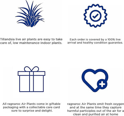 Air Plants - Tillandsia Funckiana, Large 5" - 5ct - Live Arrival Guaranteed - House Plants for Home Decor & Gift