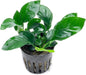 Anubias Live Aquarium Plants - Potted Freshwater Plant for Fish Tanks, Terrariums - Beginner Friendly Low Light (Barteri, 3 Pots)