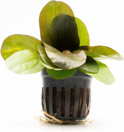 Echinodorus Reni Sword Live Plant for Freshwater Aquariums, Natural Fish Tank Decorations, and Aquatic Decor (1 Pot (2-3 Plants))