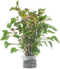 Alternanthera Bettzickiana - Decorative Live Aquatic Plant for Terrariums and Paludariums - (Bettzickiana, 1 Bunch)