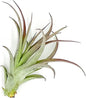 Air Plants - Tillandsia Brachycaulos Multiflora, Jumbo 5-7" - 1 ct - Live Arrival Guaranteed - House Plants for Home Decor & Gift
