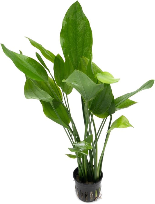 Echinodorus Grandifolius Sword Live Plant for Freshwater Aquariums, Natural Fish Tank Decorations, and Aquatic Decor (1 Pot (2-3 Plants))