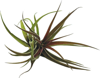 Air Plants - Tillandsia Brachycaulos Abdita, Large 4-6" - 3 ct - Live Arrival Guaranteed - House Plants for Home Decor & Gift