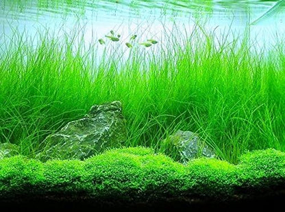 AQUARIUM PLANTS DISCOUNTS Potted Tall Hairgrass by AquaLeaf Aquatics - Easy Aquatic Live Plant