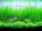 AQUARIUM PLANTS DISCOUNTS Potted Tall Hairgrass by AquaLeaf Aquatics - Easy Aquatic Live Plant