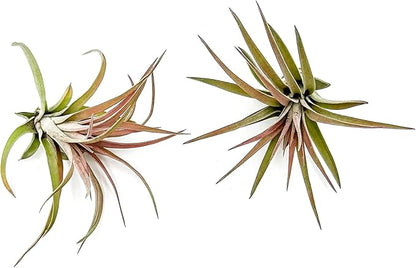 Air Plants - Tillandsia Brachycaulos Abdita, Large 4-6" - 2 ct - Live Arrival Guaranteed - House Plants for Home Decor & Gift
