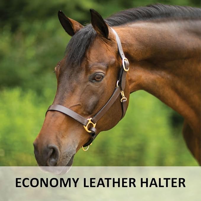 Dura-Tech Premier Lancaster Leather Halter for Horses | Simple Economy Leather Halter with Adjustable Fit & Solid Brass Hardware