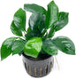 Anubias Live Aquarium Plants - Potted Freshwater Plant for Fish Tanks, Terrariums - Beginner Friendly Low Light (Barteri Broad Leaf, 1 Pot)