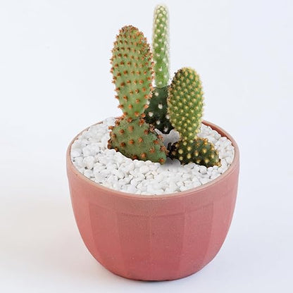 5 lbs White Aquarium Gravel, 1/5 Inch White Rocks for Plants, Small Pebbles for Vases, Succulents, Bamboo, Natural Decorative Pebbles for Plants Drainage, Cactus, Crafts