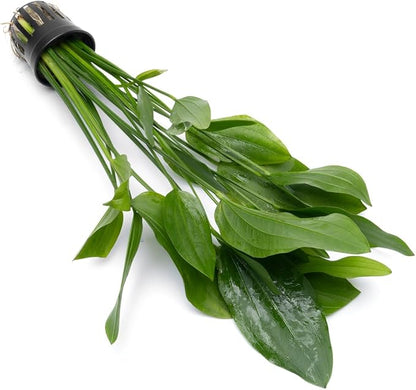 Echinodorus Grandifolius Sword Live Plant for Freshwater Aquariums, Natural Fish Tank Decorations, and Aquatic Decor (1 Pot (2-3 Plants))