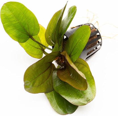 Echinodorus Reni Sword Live Plant for Freshwater Aquariums, Natural Fish Tank Decorations, and Aquatic Decor (1 Pot (2-3 Plants))