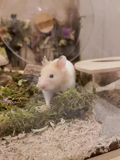 5L Forest Moss for Hamster Syrian Gerbils Bedding, Natural Moss Perfect for Potted Plants, Terrariums, Reptile Tanks and Live Creature Projects