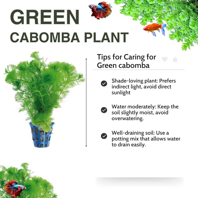 21 Stems Cabomba Live Plants Aquarium, Green Cabomba Live Aquarium Plants, Cabomba Plants Live, 4 to 6 Inches Tall