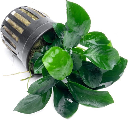 Anubias Live Aquarium Plants - Potted Freshwater Plant for Fish Tanks, Terrariums - Beginner Friendly Low Light (Barteri Broad Leaf, 1 Pot)