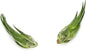 Air Plants - Tillandsia Seleriana, Large 4-6" - 2ct - Live Arrival Guaranteed - House Plants for Home Decor & Gift